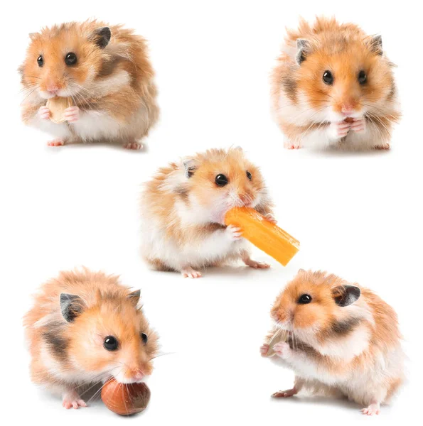 Set Van Grappige Hamster Witte Achtergrond — Stockfoto