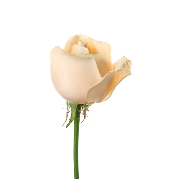 Bela Rosa Flor Fundo Branco — Fotografia de Stock