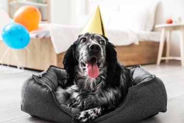 Evde doğum gününü kutlayan sevimli bir köpek.