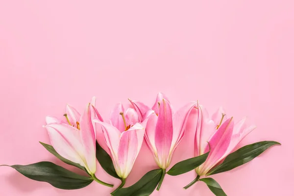 Beautiful Lilies Color Background — Stock Photo, Image