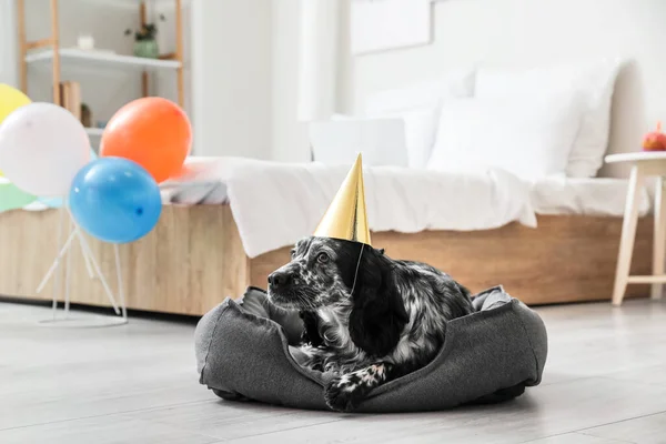 Niedlicher Hund Feiert Geburtstag Hause — Stockfoto