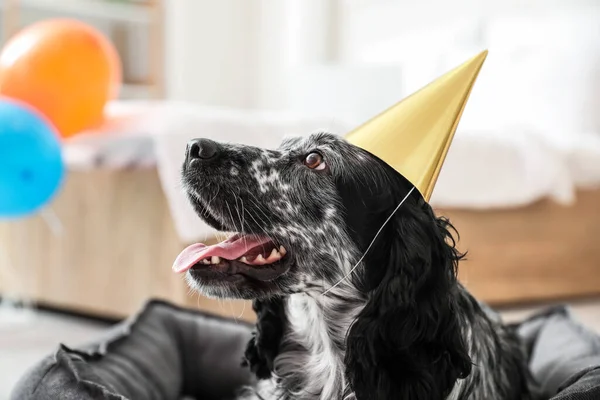 Cute Dog Celebrating Birthday Home — Stock Photo, Image