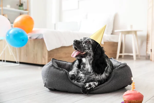 Cute Dog Celebrating Birthday Home — Stock Photo, Image