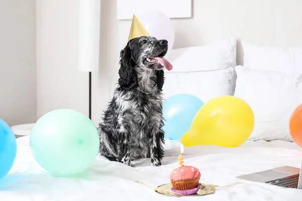 Lindo Perro Celebrando Cumpleaños Casa —  Fotos de Stock