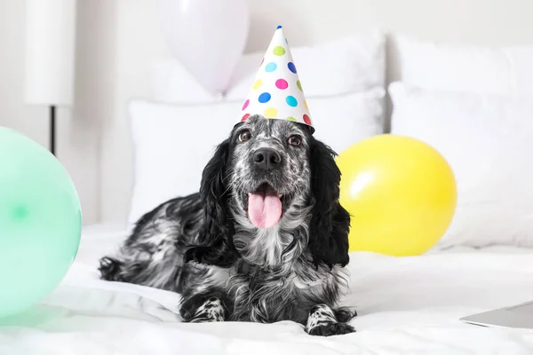 Lindo Perro Celebrando Cumpleaños Casa — Foto de Stock