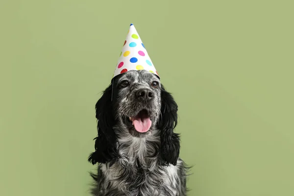 Lindo Perro Sombrero Cumpleaños Fondo Color —  Fotos de Stock