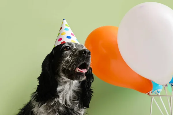 Cane Carino Cappello Compleanno Con Palloncini Sfondo Colore — Foto Stock