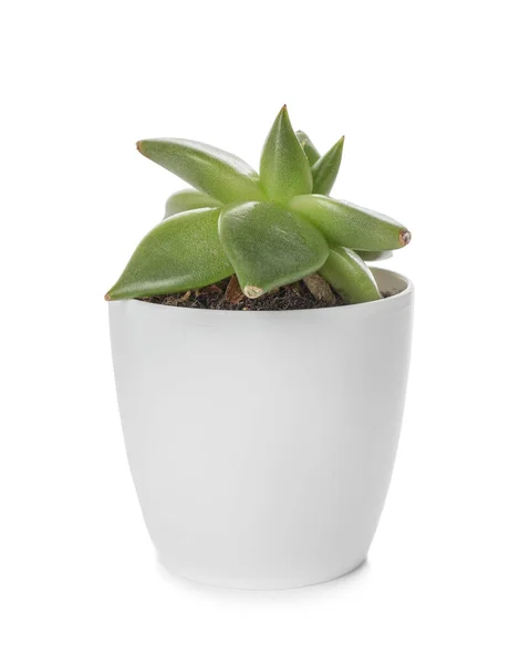 Verde Suculento Vaso Fundo Branco — Fotografia de Stock