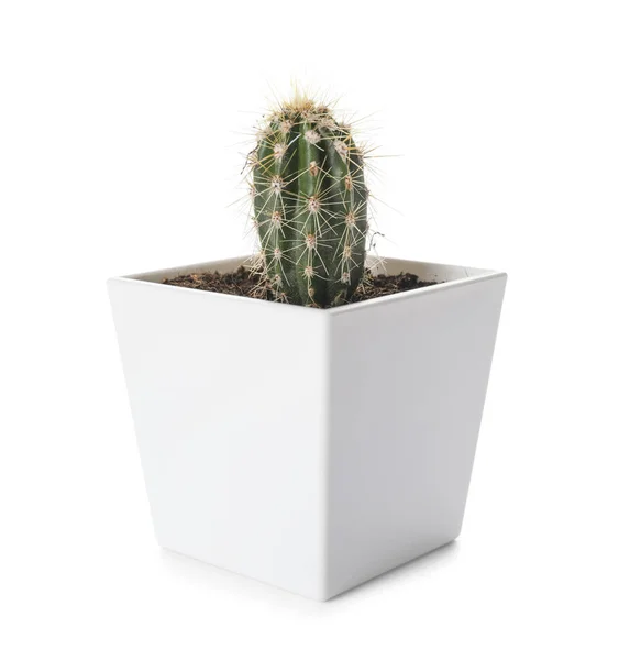 Green Cactus Pot White Background — Stock Photo, Image