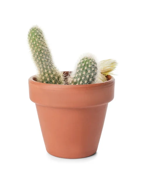 Green Cactus Pot White Background — Stock Photo, Image