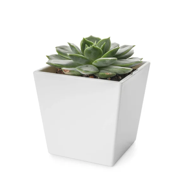 Succulent Vert Pot Sur Fond Blanc — Photo