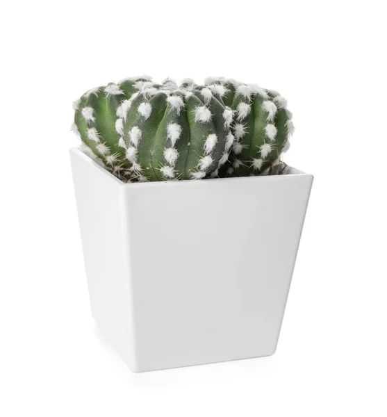 Green Cactus Pot White Background — Stock Photo, Image