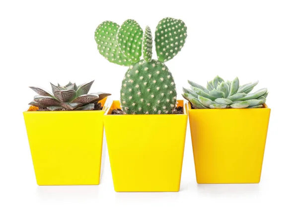 Succulente Verde Cactus Vaso Fondo Bianco — Foto Stock