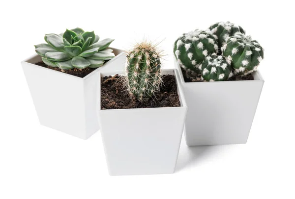 Succulente Verde Cactus Vaso Fondo Bianco — Foto Stock