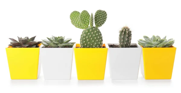 Hijau Succulents Dan Cacti Dalam Pot Latar Belakang Putih — Stok Foto