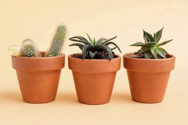 Hijau Sukulen Dan Kaktus Dalam Pot Pada Latar Belakang Warna — Stok Foto