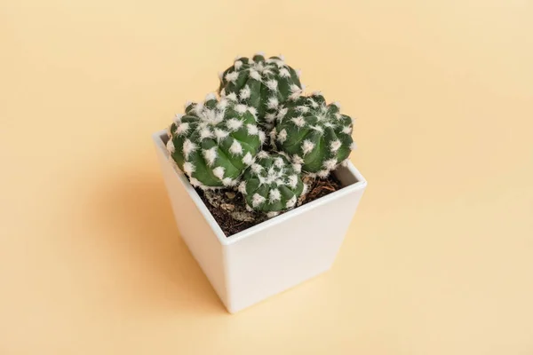 Green Cactus Pot Color Background — Stock Photo, Image