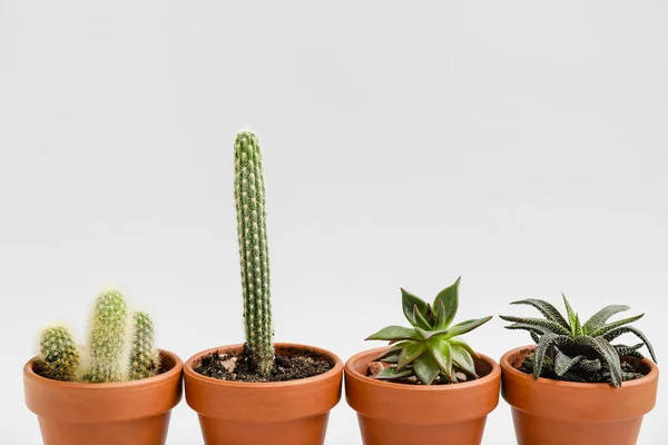 Hijau Succulents Dan Cacti Dalam Pot Pada Latar Belakang Cahaya — Stok Foto