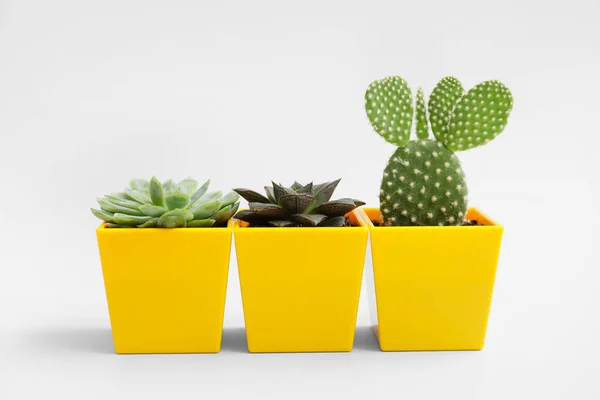 Succulente Verde Cactus Vaso Fondo Chiaro — Foto Stock