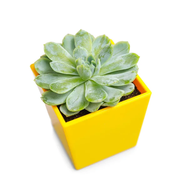 Green Succulent Pot White Background — Stock Photo, Image