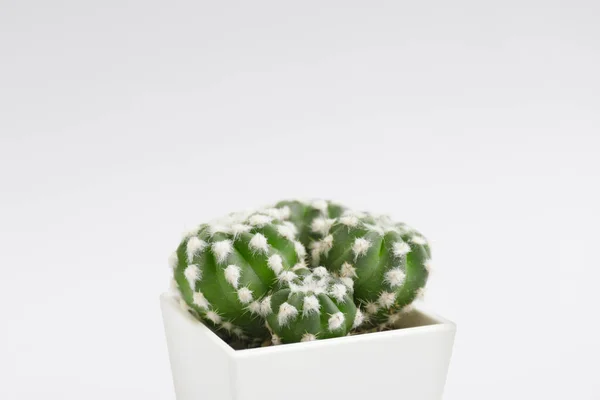 Green Cactus Pot Light Background — Stock Photo, Image