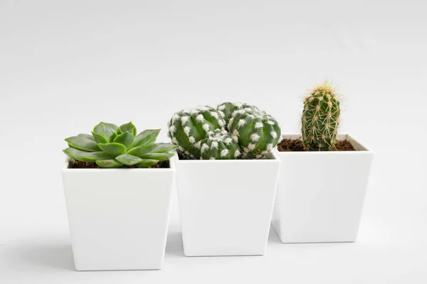 Vert Succulent Cactus Dans Des Pots Sur Fond Clair — Photo
