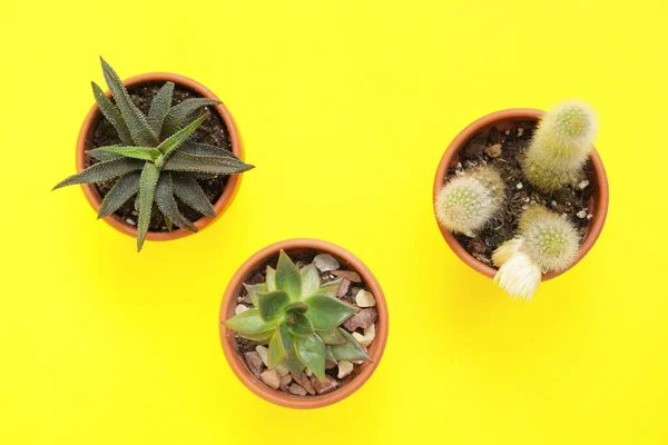 Hijau Sukulen Dan Kaktus Dalam Pot Pada Latar Belakang Warna — Stok Foto