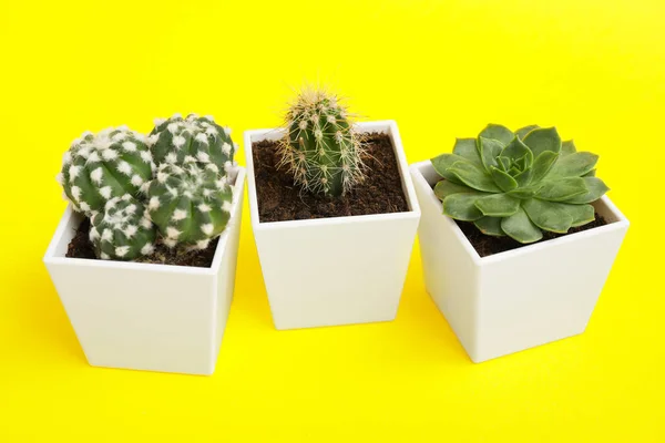 Green Succulent Cacti Pots Color Background — Stock Photo, Image