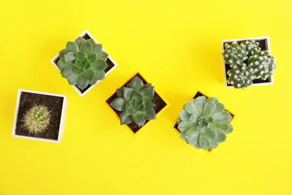 Hijau Succulents Dan Cacti Dalam Pot Pada Latar Belakang Warna — Stok Foto