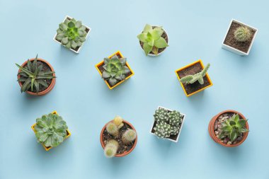 Renk arkaplanında farklı sulu ve kaktüsler