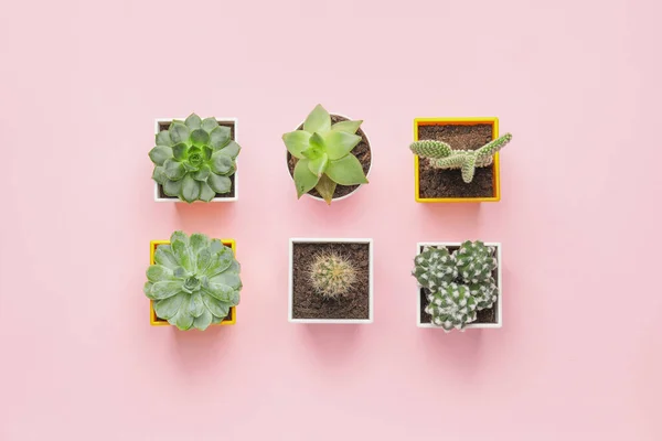 Diverse Piante Grasse Cactus Sfondo Colori — Foto Stock