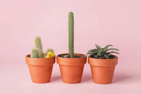 Succulent Dan Cacti Dalam Pot Pada Latar Belakang Warna — Stok Foto