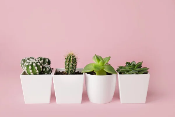 Different Succulents Cacti Color Background — Stock Photo, Image