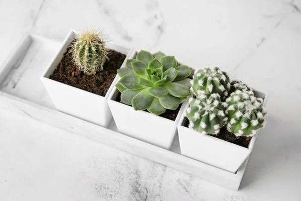 Macetas Con Suculentas Cactus Sobre Mesa — Foto de Stock