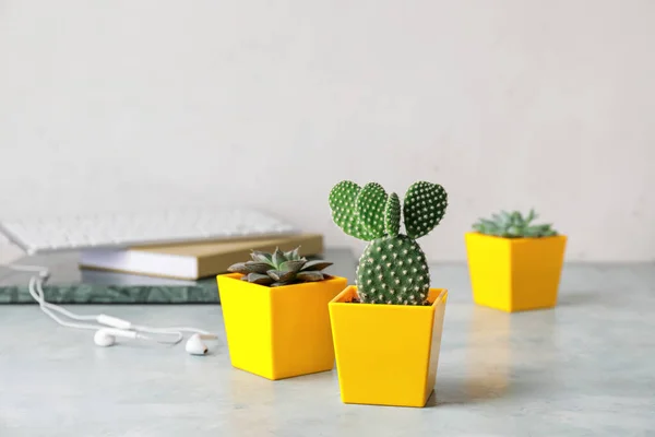Flowerpots Cactus Succulents Table — Stock Photo, Image