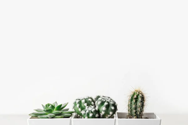 Flowerpots Succulent Cacti White Background — Stock Photo, Image