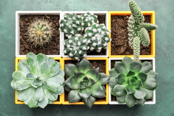 Sukulen Dan Cacti Yang Berbeda Pada Latar Belakang Warna — Stok Foto