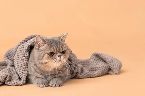 暖かい色の背景に再生されるかわいい猫 暖房期の概念 — ストック写真