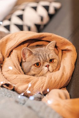 Kanepede sıcak süveteri olan sevimli bir kedi. Isınma mevsimi kavramı