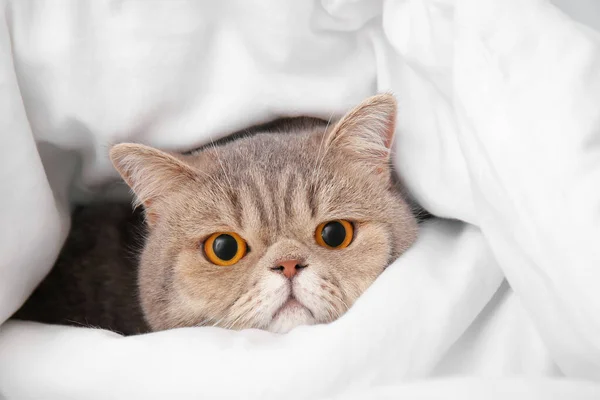 Söt Katt Sängen Hemma Begreppet Uppvärmningssäsong — Stockfoto