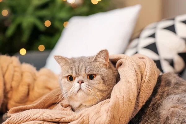 ソファの上で暖かいセーターでかわいい猫 暖房期の概念 — ストック写真