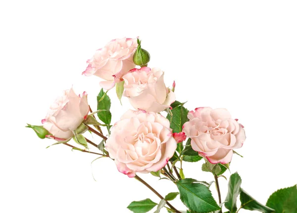 Hermosas Flores Sobre Fondo Blanco — Foto de Stock