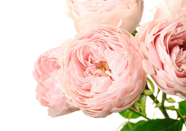 Beyaz Arkaplanda Güzel Çiçekler Yakın Plan — Stok fotoğraf