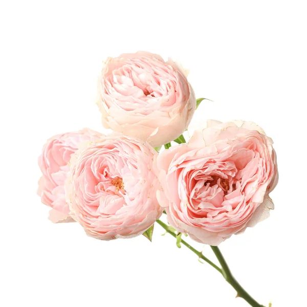 Belles Fleurs Sur Fond Blanc — Photo
