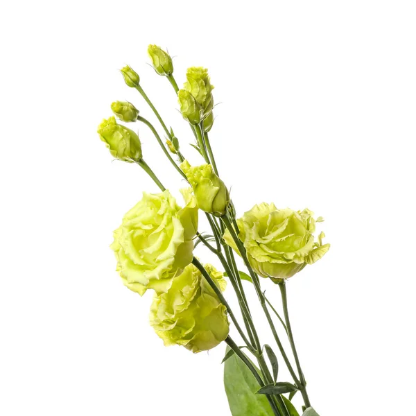 Lindas Flores Verdes Rosa Fundo Branco — Fotografia de Stock