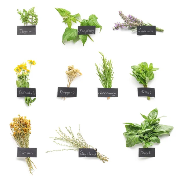 Different Healthy Herbs White Background — Stock Photo, Image