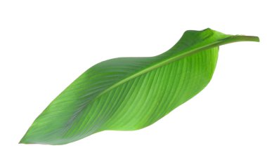 Beyaz arkaplanda yeşil muz yaprağı