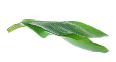 Beyaz zemin üzerine yeşil muz yaprakları