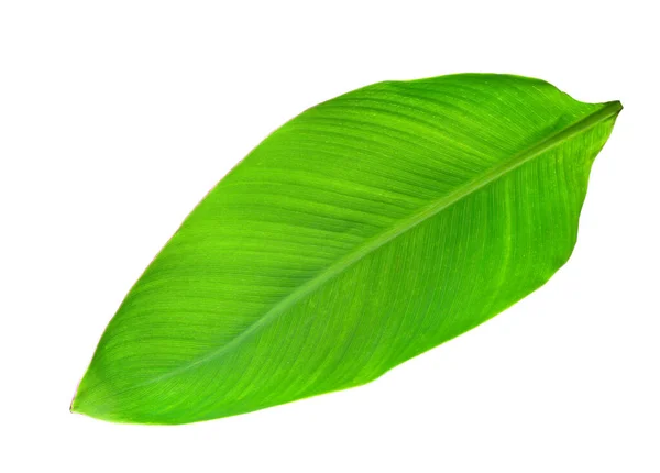 Folha Banana Verde Fundo Branco — Fotografia de Stock