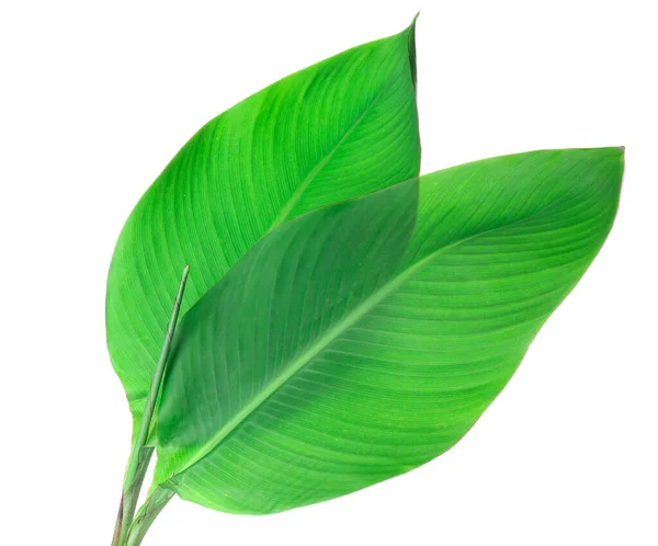 Folhas Banana Verde Fundo Branco — Fotografia de Stock